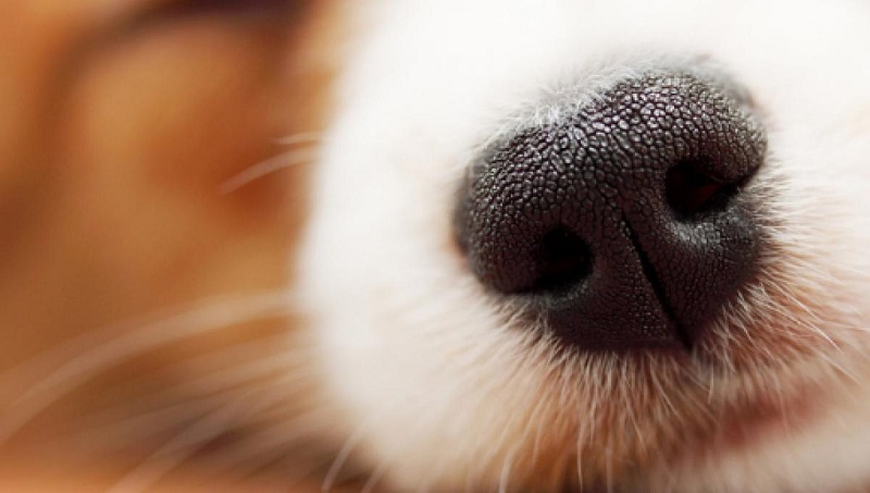 I cani “fiutano” il tumore alla prostata: la scoperta di Humanitas e Politecnico