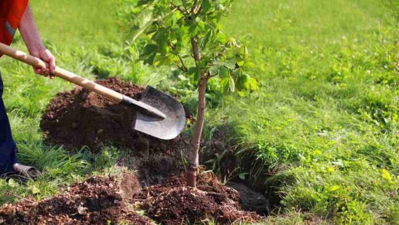 Via Tolstoj: 43 nuovi alberi in sostituzione di quelli abbattuti