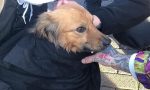 Cane rischia di affogare nel Naviglio, in due si tuffano e lo salvano FOTO