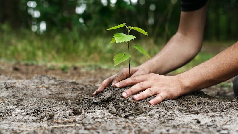 Cinque alberi da piantare, scontro tra sindaco e consigliera di BucciRinasco
