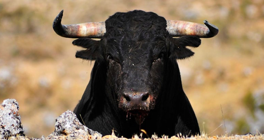 Aggredita da un toro scatenato mentre va a scuola: ferita 17enne