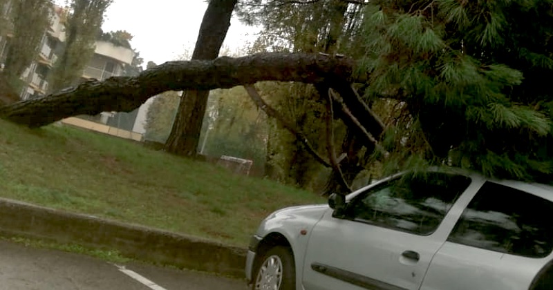 Cinque nuovi alberi regalati (e curati) da BucciRinasco