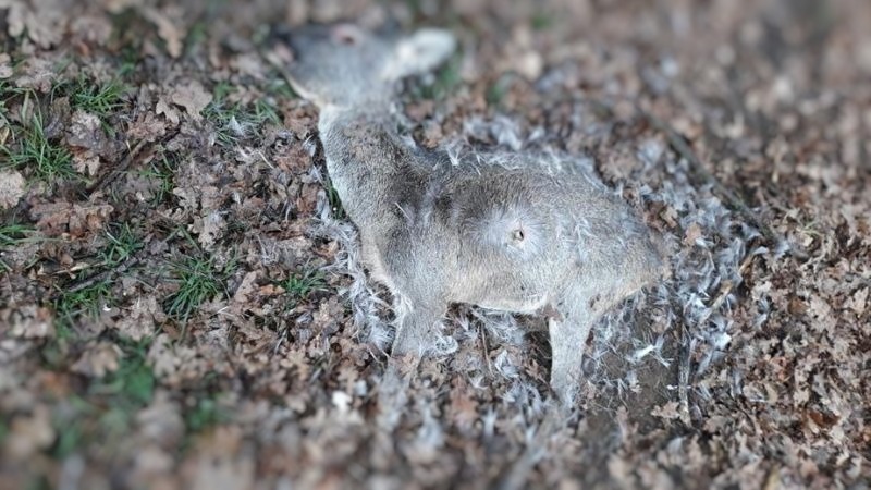 “Un bracconiere ha ucciso un capriolo e lo ha abbandonato morente”