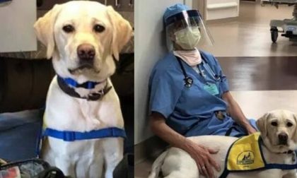 Wynn, il labrador che porta conforto a medici e infermieri impegnati nell'emergenza