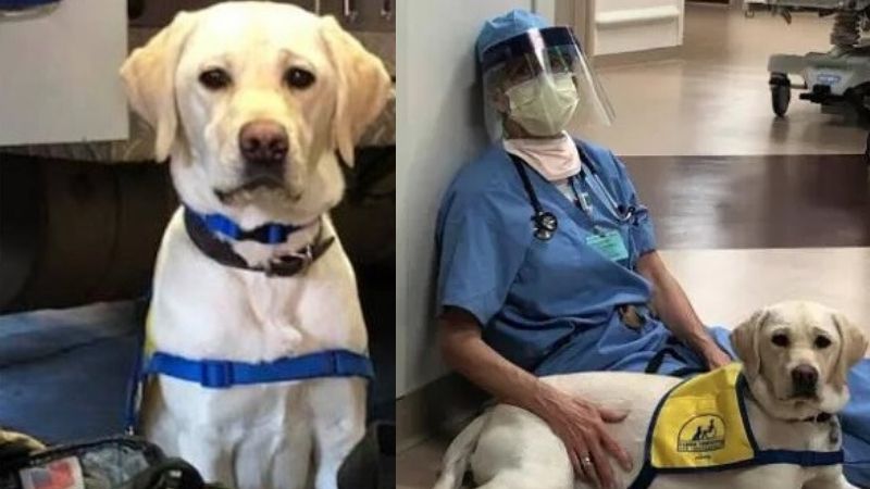 Wynn, il labrador che porta conforto a medici e infermieri impegnati nell’emergenza