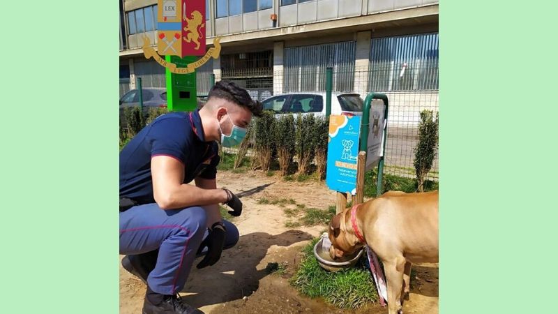 Amstaff vaga per la città: i poliziotti lo trovano e denunciano il proprietario FOTO