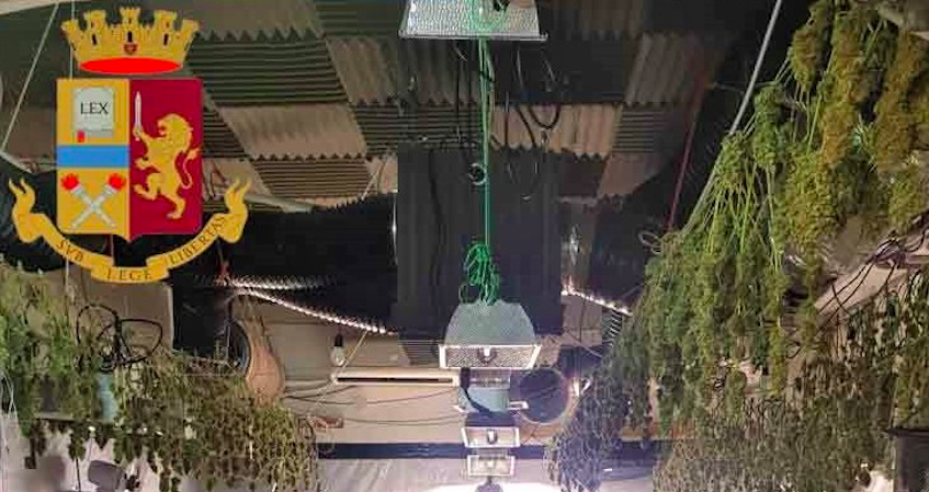 Odore di marijuana dalla finestra: la polizia scopre una serra con 500 piante – VIDEO