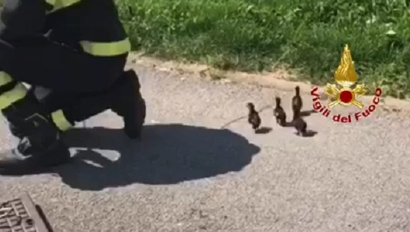 Anatroccoli incastrati in un tombino: li salvano i pompieri VIDEO