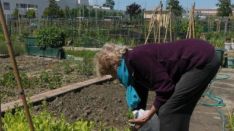 Buccinasco. riaprono gli orti comunali (con regole e restrizioni)