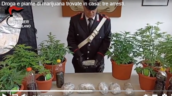 Droga e piante di marijuana trovate in casa: tre arresti VIDEO
