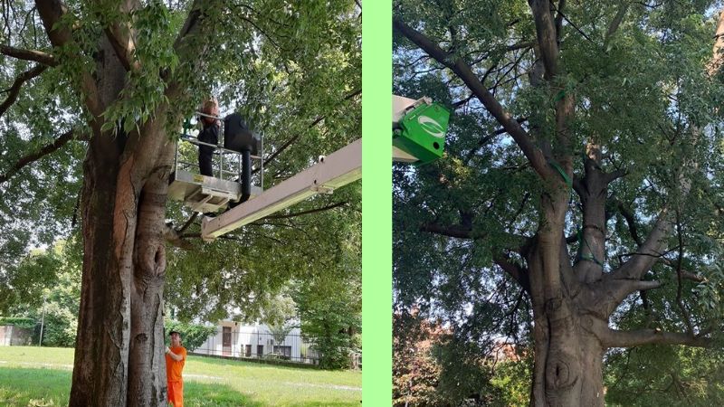 Albero di 150 anni danneggiato dal nubifragio: “Faremo di tutto per salvarlo”