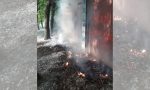 Odore di bruciato in città: pollini incendiati al Parco 1 di Rozzano