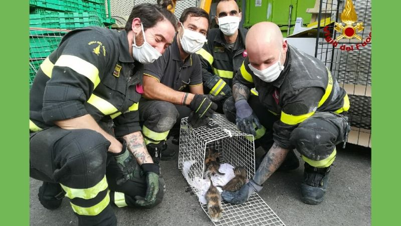 Erano caduti da un buco nel muro: 5 gattini salvati dai Vigili del Fuoco VIDEO e FOTO