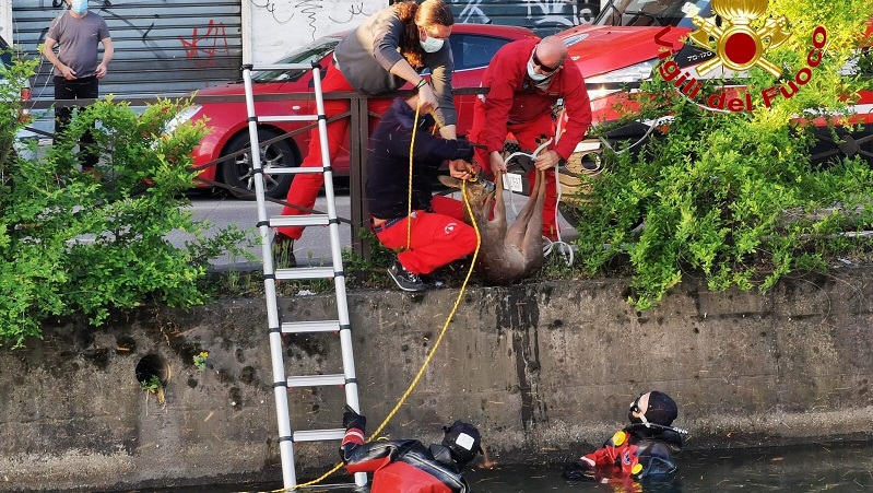 Capriolo cade nel Naviglio, lo salvano i vigili del fuoco VIDEO
