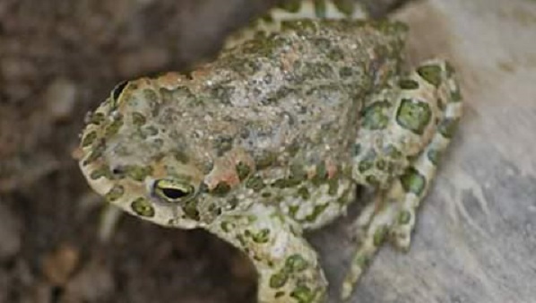 Buone notizie dalla natura: il rospo smeraldino torna a deporre uova FOTO