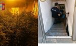 Undici piantine di marijuana nascoste nel sottoscala e uno scooter rubato: due denunce