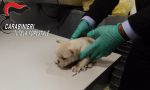 Traffico di cuccioli dall'Est Europa: cagnolini nascosti nei bagagliai per venderli in Italia VIDEO