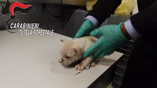 Traffico di cuccioli dall’Est Europa: cagnolini nascosti nei bagagliai per venderli in Italia VIDEO