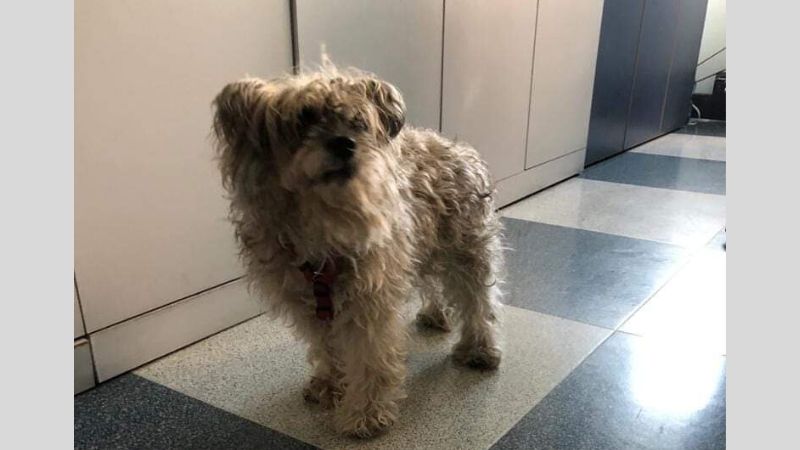 Cagnolina smarrita, si cerca il suo padrone. Il Comune: “Condividete il più possibile”