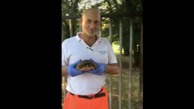 Tartaruga finisce in mezzo alla strada, la salvano i soccorritori VIDEO