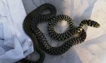 Un serpente biacco trovato nel giardino di casa: la proprietaria lo porta all'Enpa