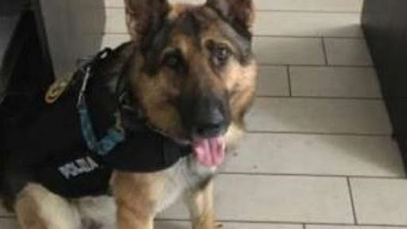 Gli agenti gli chiedono i documenti, lui sferra un calcio al cane poliziotto