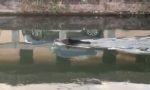 Cinghiali caduti nel Naviglio, nuotano diversi metri ma non sopravvivono VIDEO