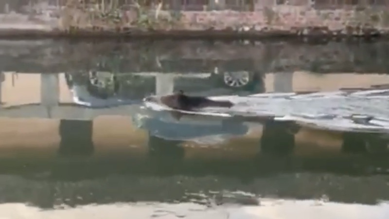 Cinghiali caduti nel Naviglio, nuotano diversi metri ma non sopravvivono VIDEO