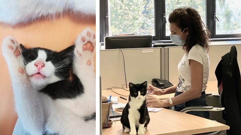 Il Comune adotta due gattini randagi: ora vivono nel municipio