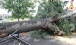 Maltempo, grosso albero cade in mezzo alla strada: intervengono i pompieri VIDEO