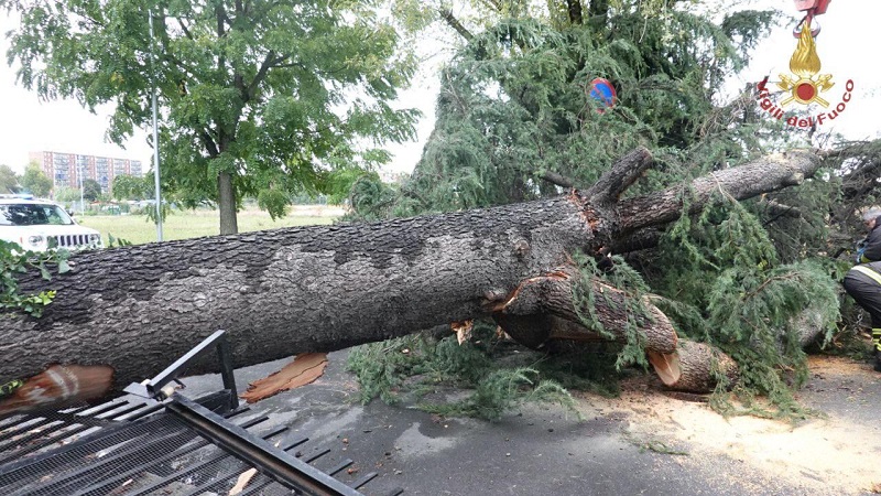 Maltempo, grosso albero cade in mezzo alla strada: intervengono i pompieri VIDEO