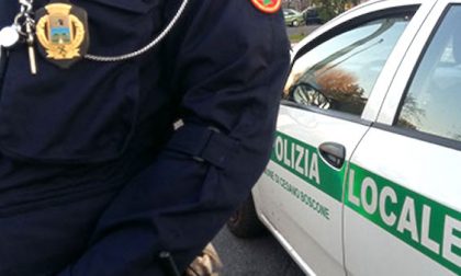 Donna investita a Cesano, gli agenti risalgono all'identità grazie al suo cagnolino