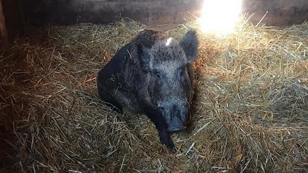 Cinghiali nel Naviglio, Task Force Animalista: “Ecco il video della verità”. VIDEO