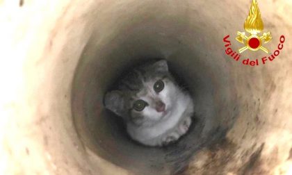 Gattino incastrato in un tubo: lo salvano i pompieri con la "search cam" FOTO