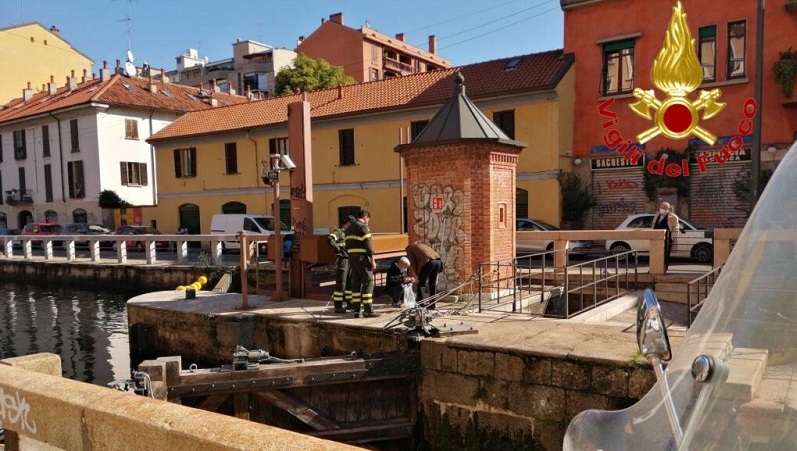 Cinghiali scappati, polemiche sugli interventi di recupero e l’abbattimento