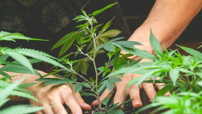 Coltivava in casa marijuana: arrestato ragazzo di 18 anni