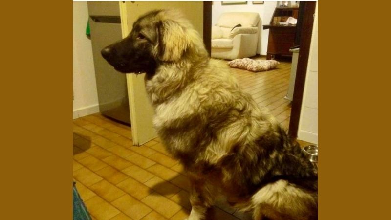 Cane picchiato e maltrattato: salvato e messo in sicurezza