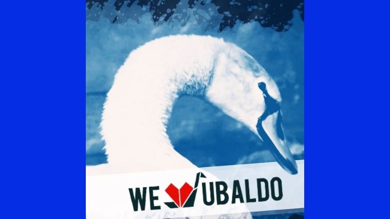 Morto Ubaldo, cigno investito da un pirata. Era il simbolo di Gaggiano