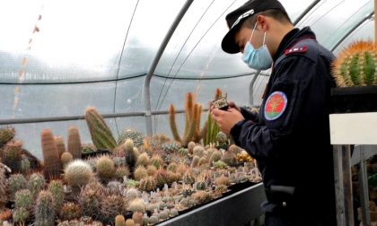 Maxi sequestro di cactus rari estirpati nei deserti di Cile, Messico e Stati Uniti. VIDEO