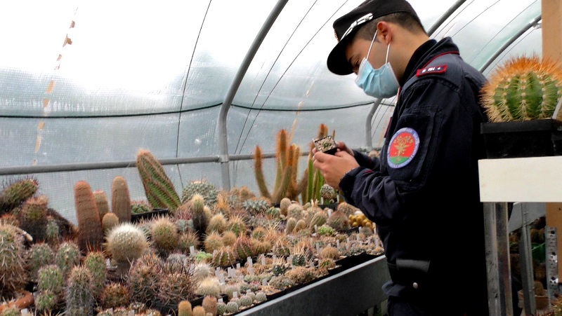 Maxi sequestro di cactus rari estirpati nei deserti di Cile, Messico e Stati Uniti. VIDEO