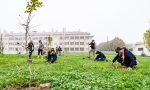 Foreste urbane, piantati 200 nuovi alberi in via Salvini