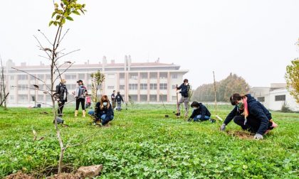 Foreste urbane, piantati 200 nuovi alberi in via Salvini