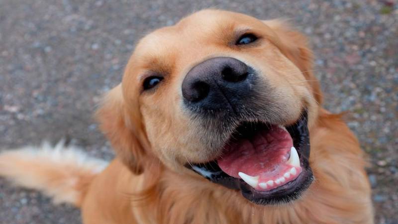 Avere un cane in casa nei mesi della pandemia