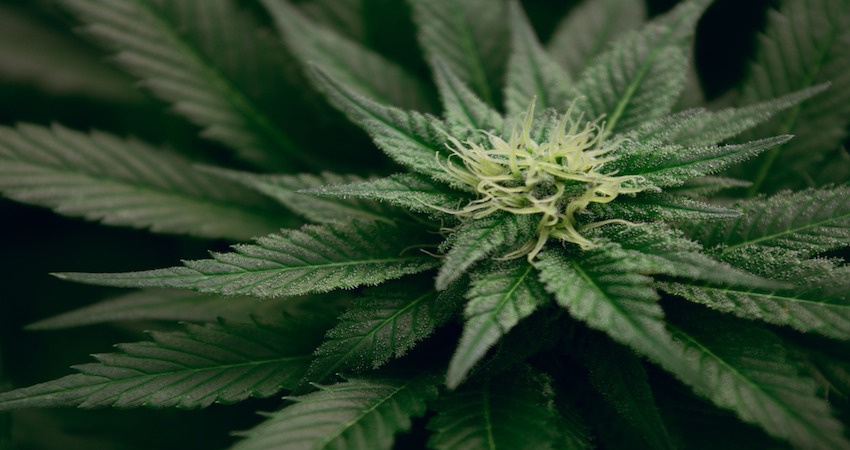 Scoperta stupefacente:cosa c’entra il cashback di stato con la marijuana legale di Justmary.fun