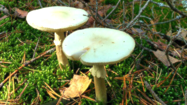 Avvelenamento da funghi, il sindaco: “Multe per chi li raccoglie”