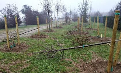 Giardino dei Nuovi Nati distrutto: 17 alberi abbattuti con l'accetta FOTO