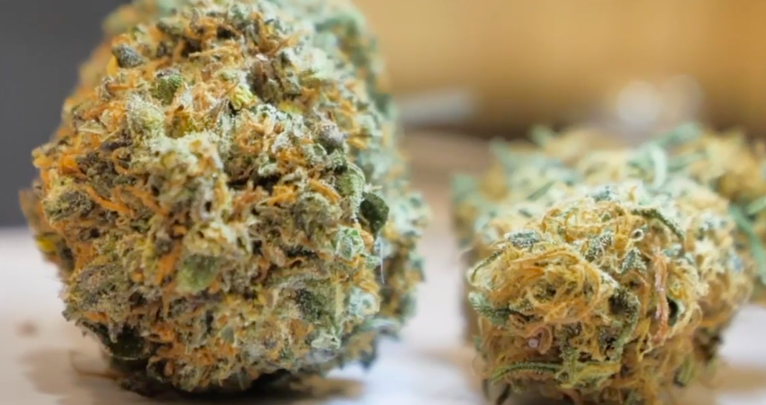 Quando pensi di essere l’unico a non aver ancora provato la cannabis legale
