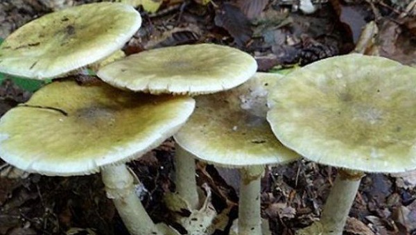Mangia funghi raccolti a Cesano: anziana in condizioni gravissime