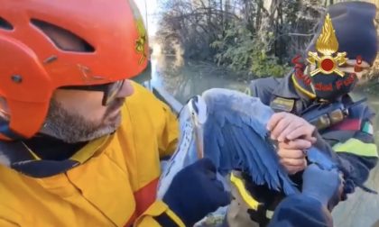 Rischia di morire con un amo infilzato nel becco: airone salvato dai pompieri VIDEO