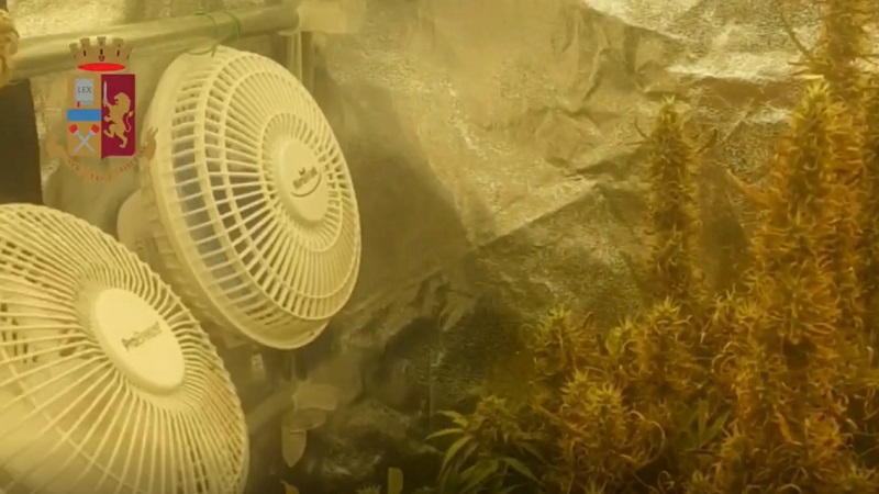 Spaccio, 19 arresti. Sequestrata una serra di marijuana in casa